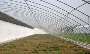 日光溫室建設有什么樣的問題和處理方法